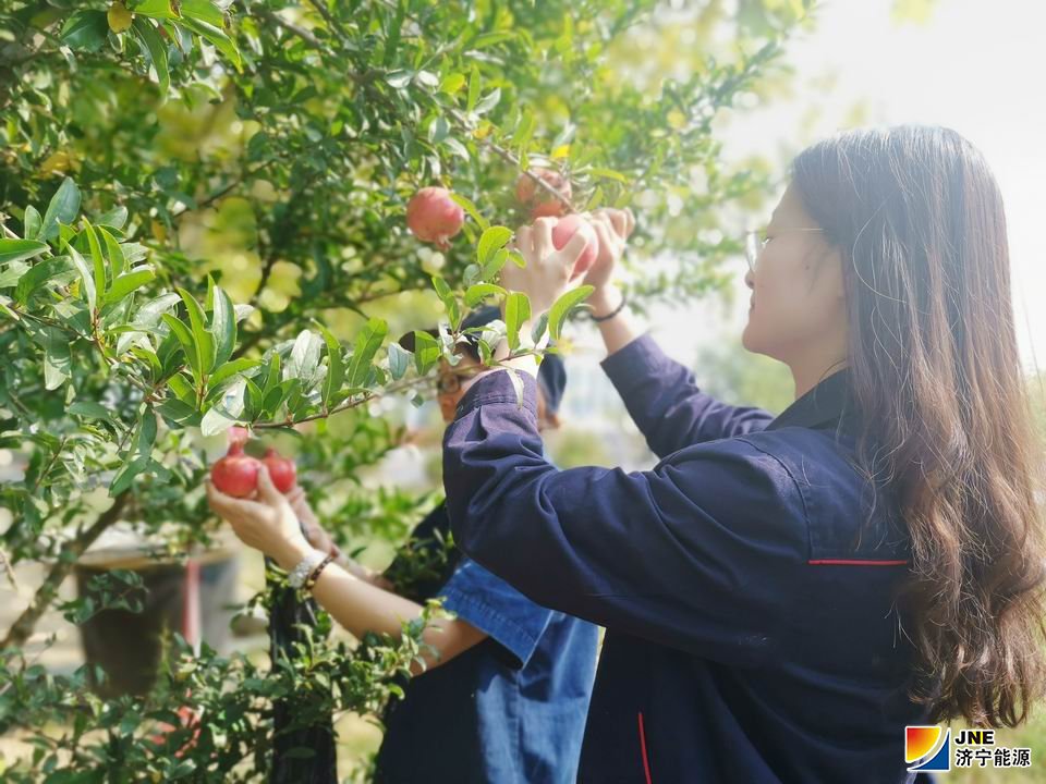 2019年9月28日，金桥煤矿的石榴成熟了（孟冉 摄） (2).jpg