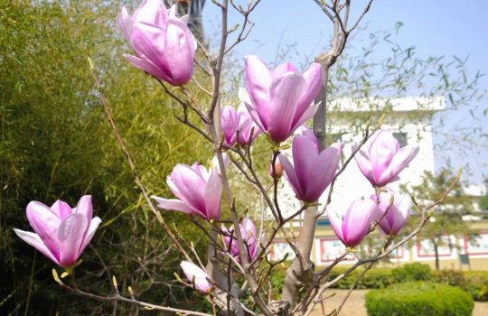 图说丨花园煤矿花开香满园