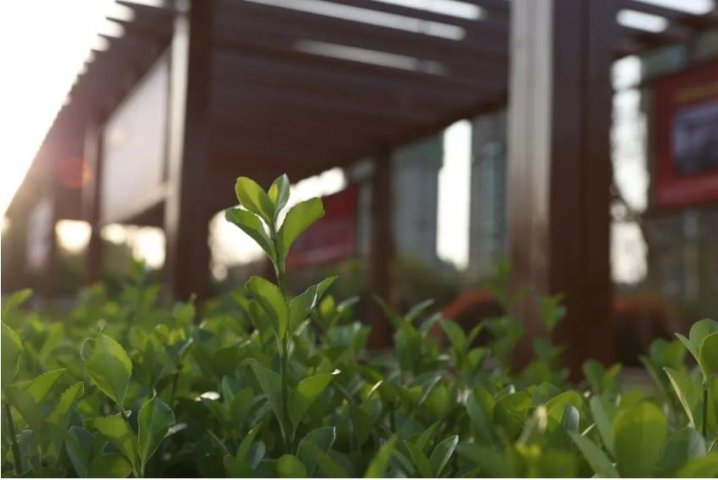 人间最美四月天丨致远教育：满园春色正当时